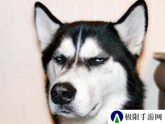 一夜爆火背后 被称为狗子缅北的潘宏乐园