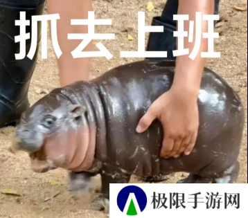 没想到吧，泰国最火的网红居然是一个“猪肘子”