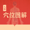 人体穴位图解纯净版